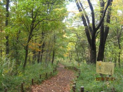武蔵野公園の紅葉（２）
