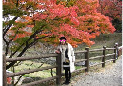 紅葉狩りと松坂牛 近江牛 飛騨牛 伊勢海老食べ放題