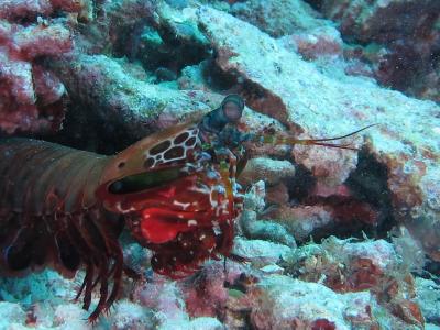 2010.11ボホール ノバビーチリゾートでダイビング バリカサグ狙い その4水中