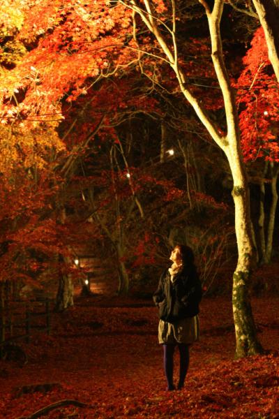 夜の紅葉　独り占め