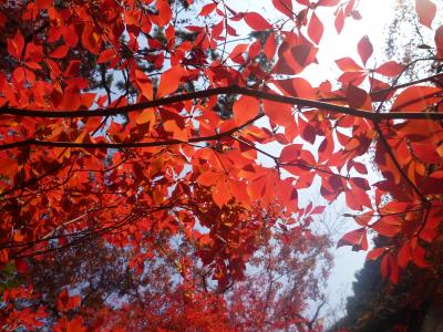 醍醐寺＆伏見稲荷　真っ赤かな紅葉を見に