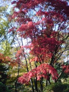 広尾　有栖川公園・目黒　八芳園の紅葉