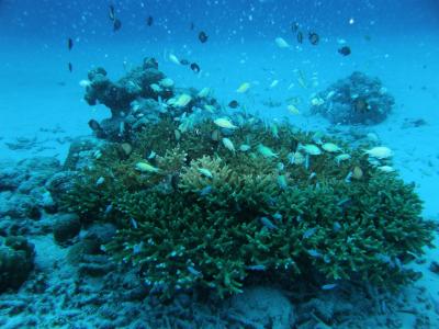 沖縄初ダイビング♪