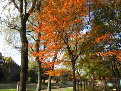 野川の紅葉と植物園（１）。