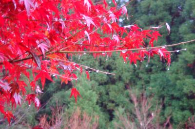 紅葉を訪ねて⑥奥満願寺温泉