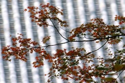 根来寺の紅葉と・・・