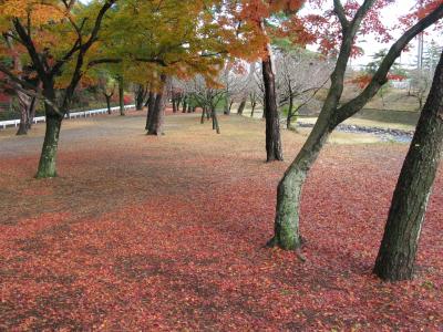 晴れたぞ！紅葉を見に行こう