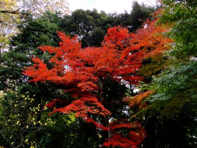 番外編　旧古河庭園でも紅葉が　　どちらかというと六義園よりも綺麗でした