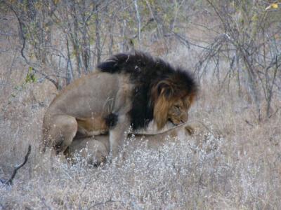 サファリツアーは圧巻