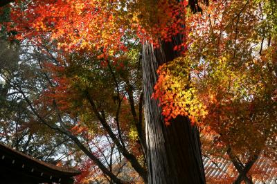 京都紅葉　やっぱり今年も最高でした。　宝筐院～真如堂　
