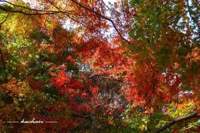 修善寺温泉へ紅葉を見に行って来ました