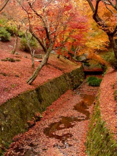 京都　もみじの絨毯 ① (東福寺・光明院・高台寺ライトアップ)