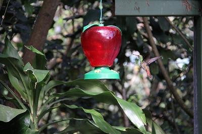 やっぱエコツ−リズムやね、COSTA RICA !! DAY2