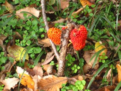 野川の紅葉と植物園（２）冬の草花。 