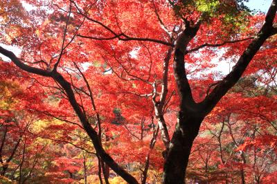 毎年恒例　ー　有馬“瑞宝寺公園”の紅葉狩り