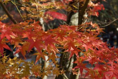 息子と、ちょっと遅い紅葉狩り　京都・南禅寺