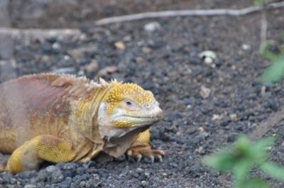 ガラパゴス　チャールズ・ダーウィン研究所