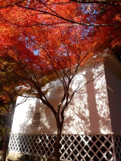 京都　もみじの絨毯 ③ (真如堂・法然院・安楽寺)