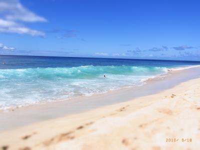公式サイト - ハイブランドの新作が続々登場 ネイチャー再発見 野生イルカと海亀と・・・オアフ島2010秋 絵画