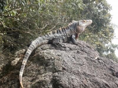 サルに食料を奪われた、マニエル・アントニオ国立公園