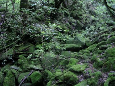 屋久島へ神様を探しに②