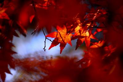 2010　紅葉を追いかけて（5）　各務野自然遺産の森