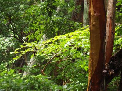 天城山は今日も霧の中