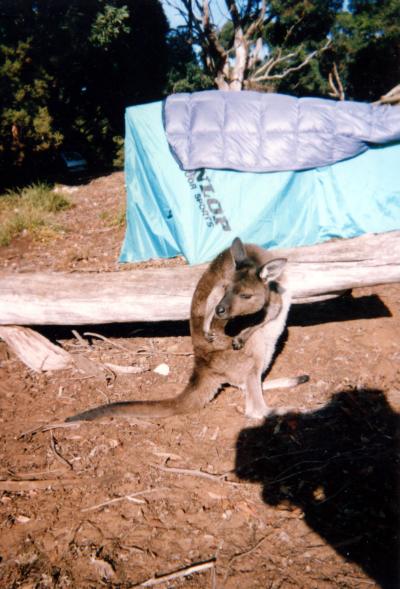 KANGAROO（カンガルー）島キャンピング物語 ＜カンガルーに惨敗した日＞