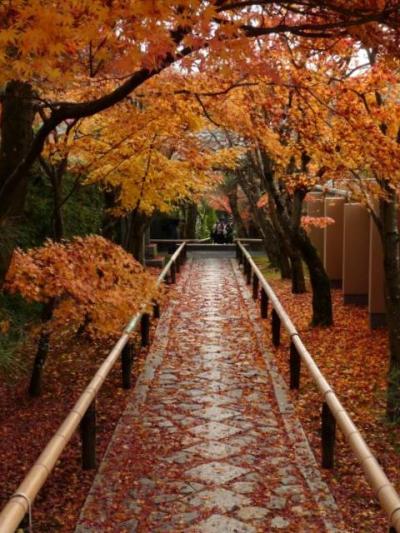 京都　もみじの絨毯 ④ (圓光寺・源光庵・光悦寺)