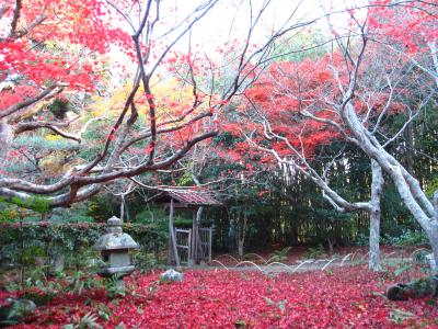 2010京都の紅葉　③厭離庵