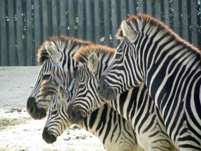 冬なのに夏のイルミネーションが見たくて２度目の東武動物公園へ（2）サバンナの動物たち