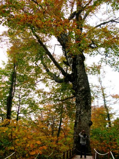 白神山地02　津軽峠　樹齢４００年のブナと対面　☆マザーツリーの貫録 