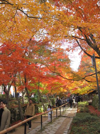 滋賀紅葉めぐり 湖東三山編
