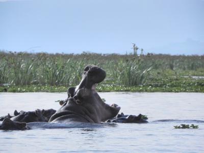 ケニア大自然の旅８日間⑤ナイバシャ湖編