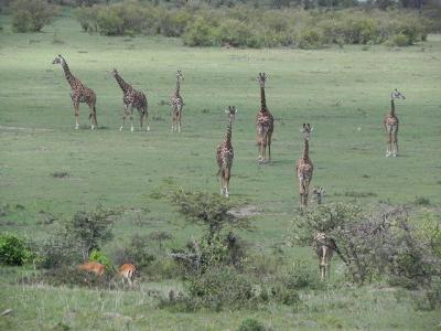 ケニア大自然の旅８日間⑨マサイ・マラ　マサイ編