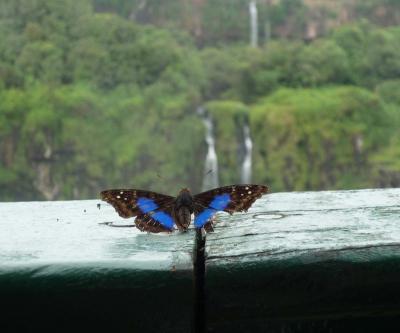 ブラジル３　イグアスの滝９