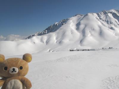 黒部に雪の壁見に行ってクマす（　雪の壁は見上げるクマ　）