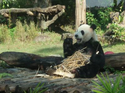 2010.12 台北市立動物園にパンダを見にいきました。