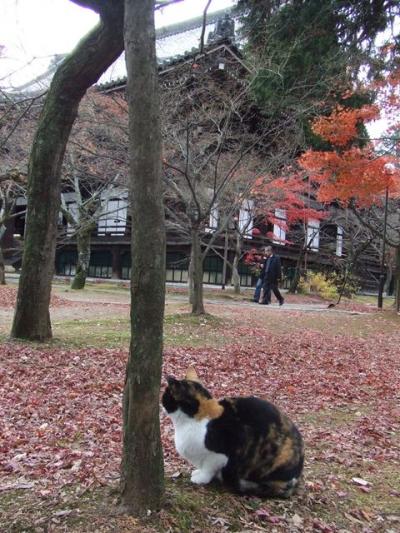 遅めの京都☆紅葉の旅！！