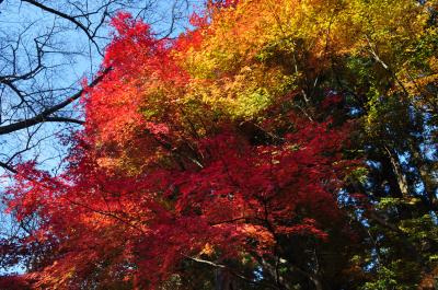 高尾山プチ登山de紅葉狩り。