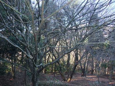 白濁の湯を求めて～