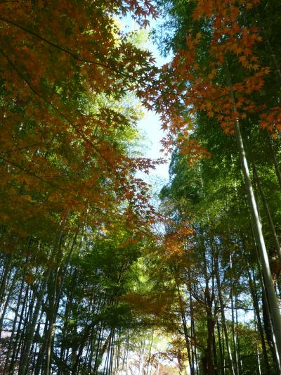 さわやかウォーキング  修善寺紅葉祭りウォーキング