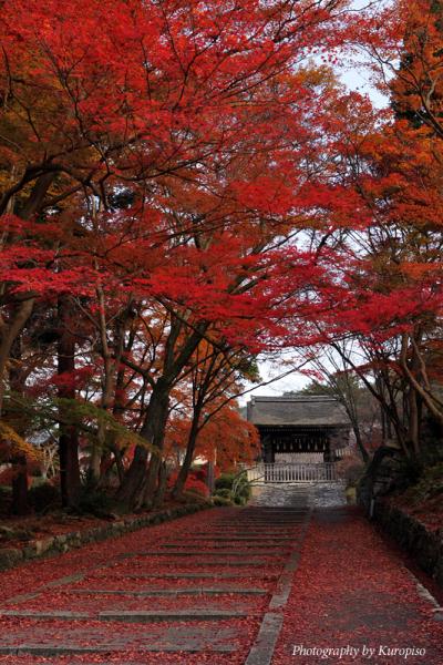 京都の紅葉　晩秋の毘沙門堂、紅葉の輝き　/京都市山科区