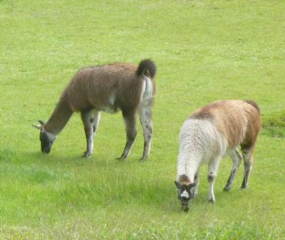 ペルー２４　マチュピチュ２