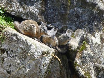 ペルー２７　マチュピチュ５