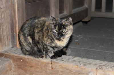 岐阜県海津の治水神社は、猫神社