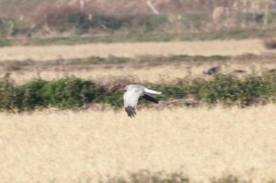 2010年最後に渡瀬遊水地で探鳥