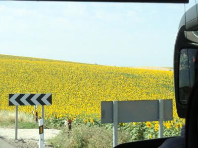 アンダルシア紀行 Vol.07~向日葵ロード コルドバからグラナダへ