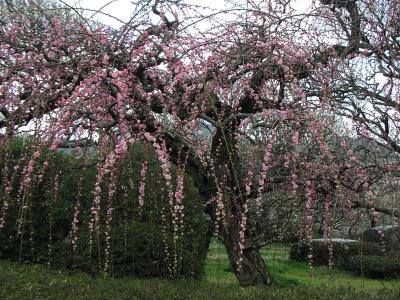 一遍上人の足跡を訪ねて伊予へ!