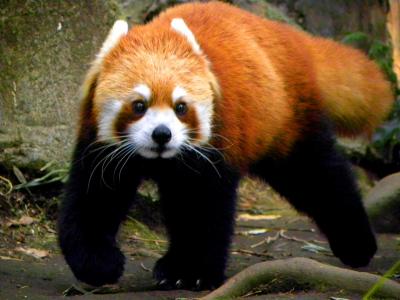 真冬のレッサーパンダ紀行【２】　横浜市立野毛山動物園